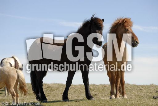 Islandpferde (42 von 50).jpg